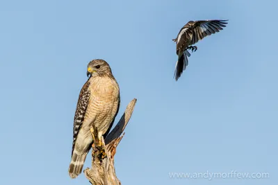 Картинки птица Ястреб Red-tailed hawk Клюв Голова животное