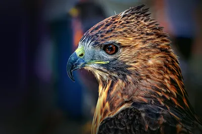 Картинки птица Ястреб Harris Hawk Животные