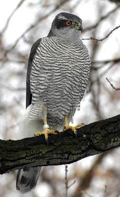 Фото птица Ястреб Red-tailed hawk Животные