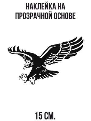 Бесплатное изображение: птица, ястреб, Голубое небо, клюв, дикий, хищник,  перо, природы, дикой природы