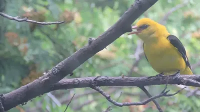 Иволга Oriolus oriolus Eurasian Golden Oriole