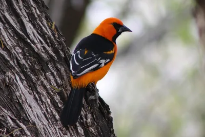 Чернокрылая иволга - eBird