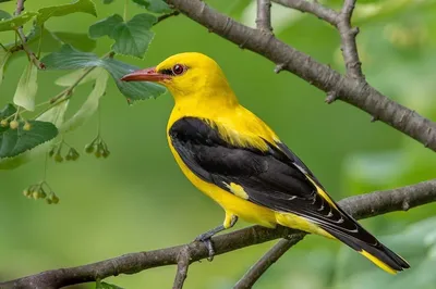 Как живёт иволга: 9 интересных фактов о небольшой птице лимонного цвета |  Приключения натуралиста | Дзен