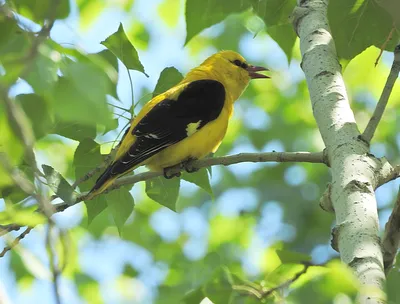 Обыкновенная иволга (Oriolus oriolus oriolus). Птицы Казахстана.