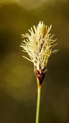 Кормушка Coneflower для птиц, внешняя стандартная кормушка для птиц с  подставкой, рекламная Кормушка Для Колибри, кормушка для птиц, Прямая  поставка | AliExpress