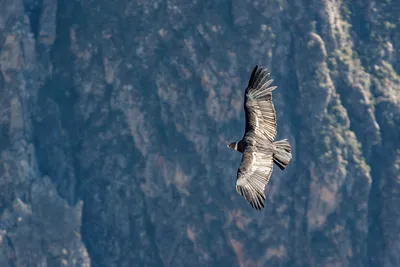 Калифорнийский кондор - eBird