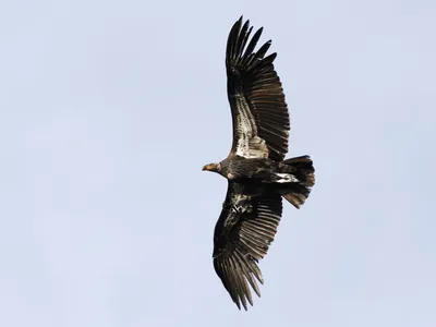 Любители птиц - Андский #кондор / Andean #condor (лат.... | Facebook