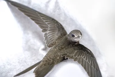 Волшебная пора: птицы выводят потомство. Наблюдения и фото | Маленькие  открытия | Дзен