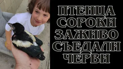 Потерявшиеся птенцы". | Лесавік | Дзен