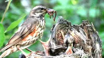 Дрозд белобровик кормит птенцов, Redwing bird feed chicks - YouTube