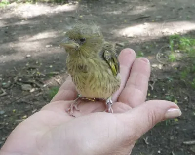 Дрозды кормят птенцов в гнезде, Catbirds feed chicks in the nest - YouTube