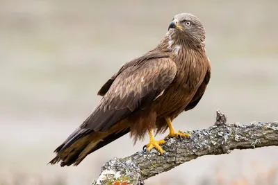 Черный коршун (Milvus migrans)