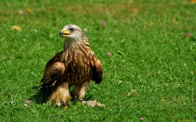 Чёрный коршун (Milvus migrans). Птицы Европейской России.