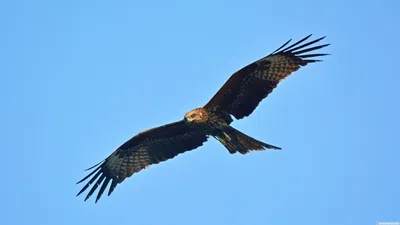 Коршун на охоте. (Milvus migrans). Photographer Aleksandr Shipilenko