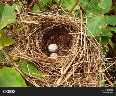 Горихвостка вьет гнездо. Весенние гнездование птиц. | Любители Путешествий  | Дзен
