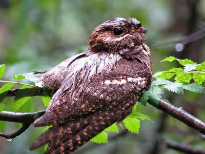 Буланый козодой - eBird