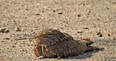 Козодой (Caprimulgus europaeus). Птицы Европейской России.