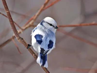 Синица / Лазоревка (Parus coeruleus L)