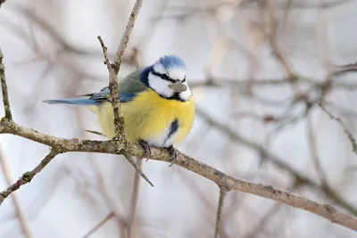 Белая лазоревка (Cyanistes cyanus). Птицы Европейской России.