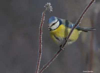 Белая лазоревка (Parus cyanus). Птицы Сибири.