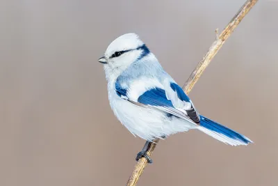 Лазоревка (Parus caeruleus) / Статьи / Птицы Европы