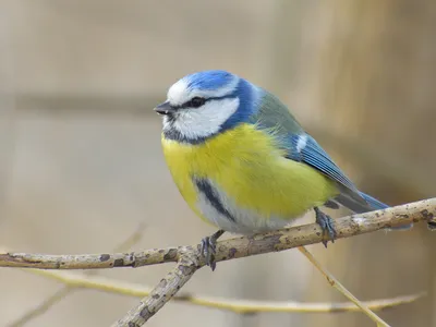 Обыкновенная лазоревка, или зелёная лазоревка, синяя синица — Cyanistes  caeruleus / Галерея / Птицы России