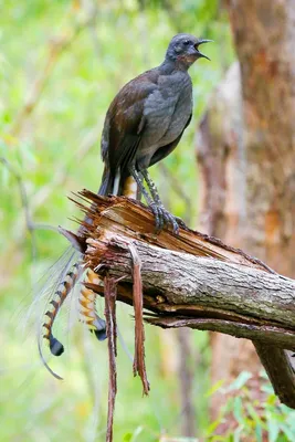 Австралийский лирохвост - птица, которая может имитировать