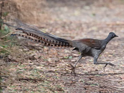 Великолепный лирохвост - eBird