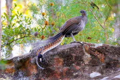 Лирохвост: Птица с божественным голосом | Bird, Australian animals, Most  beautiful birds