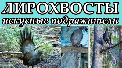 Австралийский лирохвост - птица, которая может имитировать