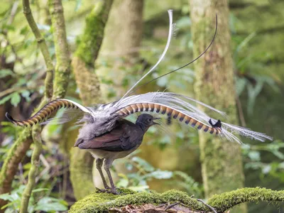 Великолепный лирохвост - eBird