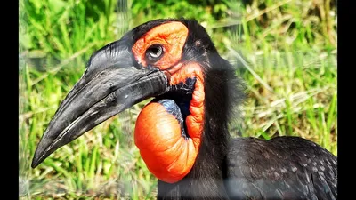 Пин от пользователя Елена Московская на доске Какаду (cockatoo) и жако |  Жако