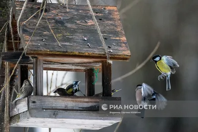 В Московскую область прилетают птицы из северных широт |  | Дзен