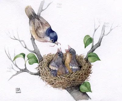 Птичьи гнезда картинки для детей - 65 фото