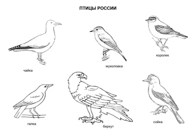 Птичьи гнезда картинки для детей - 65 фото