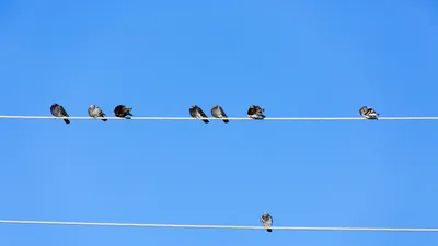 Репеллент для птиц, подвесной Орел, летающая птица, садовый Электрический  Подвесной провод, детские игрушки, портативная летающая птица, украшение  для сада | AliExpress