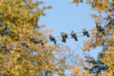 Электрическая игрушка-летающая птица с подвесной проволокой для потолка,  Реалистичная | AliExpress