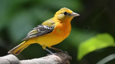 оранжево желтая птица сидит на листе, картинка балтиморской иволги фон  картинки и Фото для бесплатной загрузки