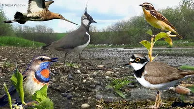 Голоса 15 луговых птиц (мини-определитель) | Документальные фильмы о птицах  | Дзен