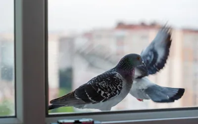 Птица постучала в окно - что значит примета