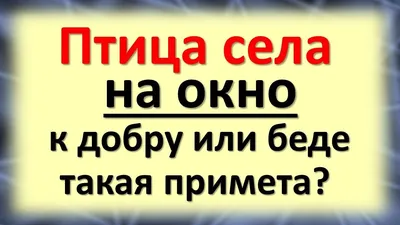 Синица: приметы о птице, которая привлекает успех и счастье – Новости  Салехарда и ЯНАО – Вести. Ямал. Актуальные новости Ямала