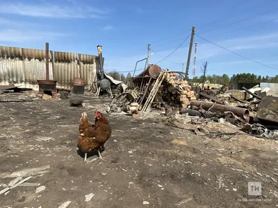 Окна морга в Чите украсят снежинками для защиты птиц