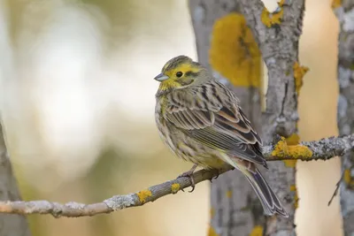 Овсянка обыкновенная Emberiza citrinella Yellowhammer