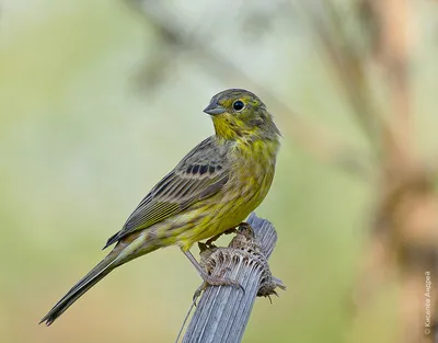 Полярная овсянка - eBird