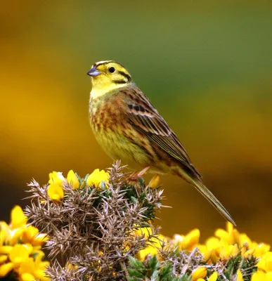 Овсянка садовая (Emberiza hortulana)