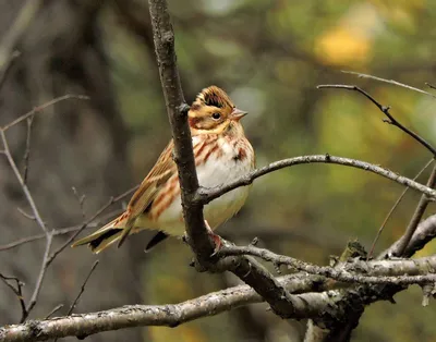 Обыкновенная овсянка (Emberiza citrinella). Птицы Европейской России.