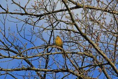 Masked Bunting - eBird