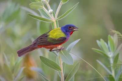 Фотогалерея - Птицы (Aves) - Обыкновенная овсянка (Emberiza citrinella) -  Природа Республики Мордовия