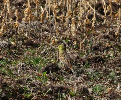 Yellowhammer / Обыкновенная овсянка / Вівсянка звичайна | Овсянка, Украина,  Птицы