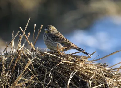 Гибридная овсянка (Emberiza (citrinella x leucocephala)). Птицы Сибири.